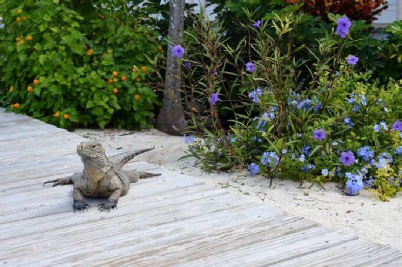 Du lịch tại Caribe