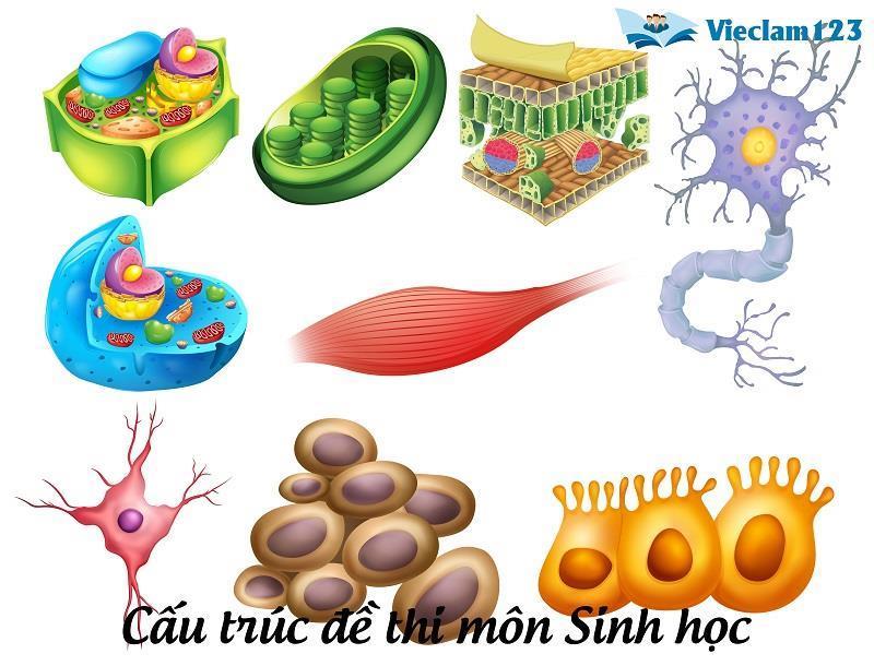 Cấu trúc đề thi THPT Quốc gia 2021 môn Sinh học