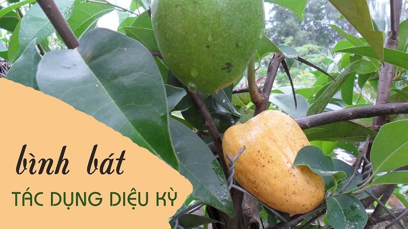 Quả bình bát có tác dụng vô cùng kỳ diệu