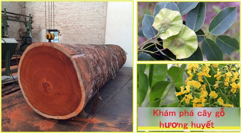 Gỗ hương huyết là gì