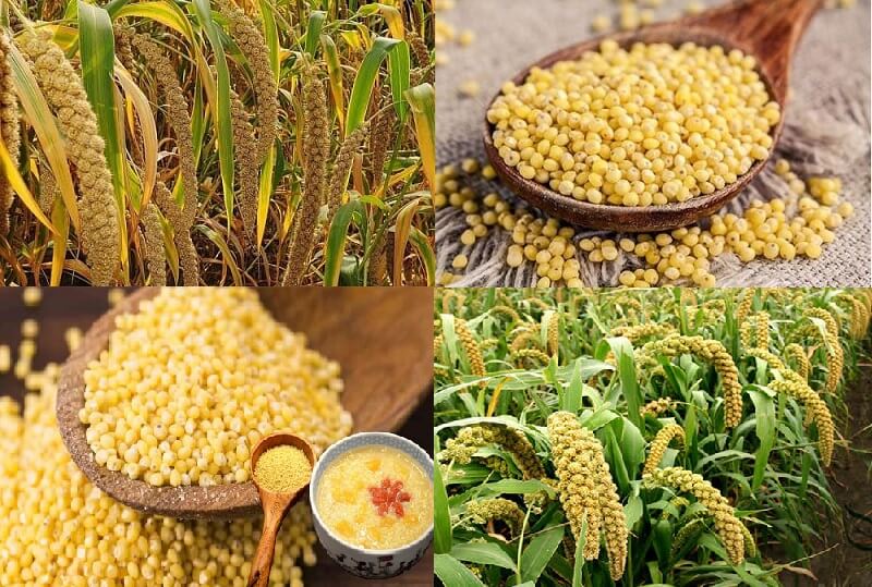 Cây kê được trồng nhiều ở châu Á