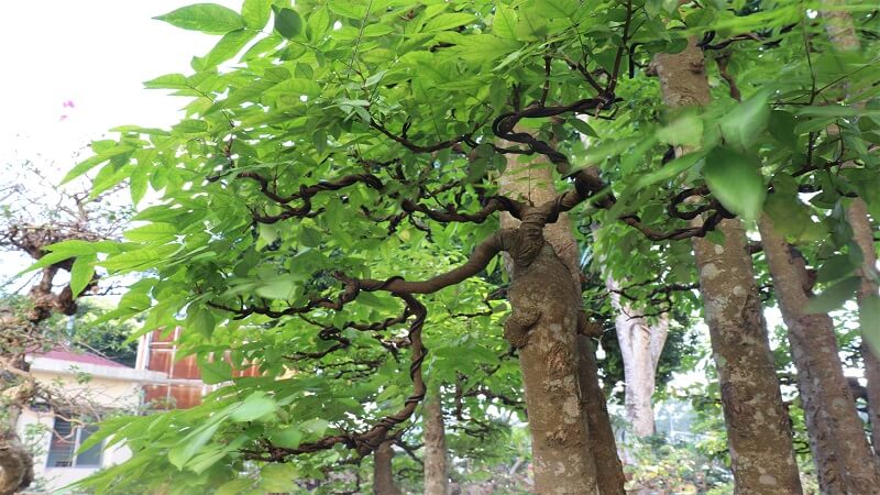 Xén tóc rất thích nhựa của cây khế