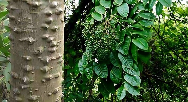 Cây mắc khén ở vùng Tây Bắc