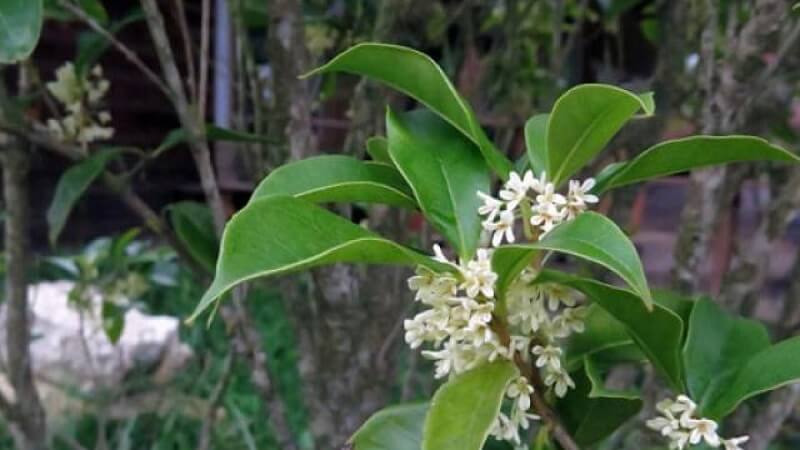 Tìm hiểu về mộc hương trong đời sống