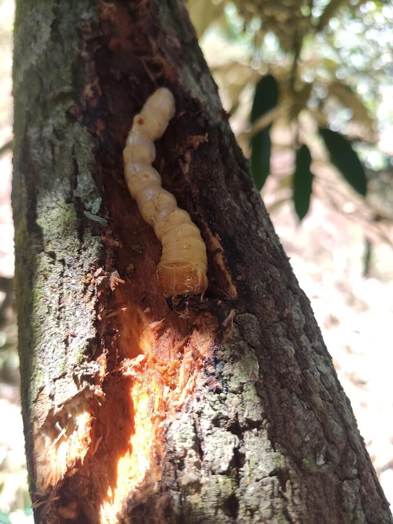 Xén tóc thường xuyên ăn vỏ của cây sầu riêng