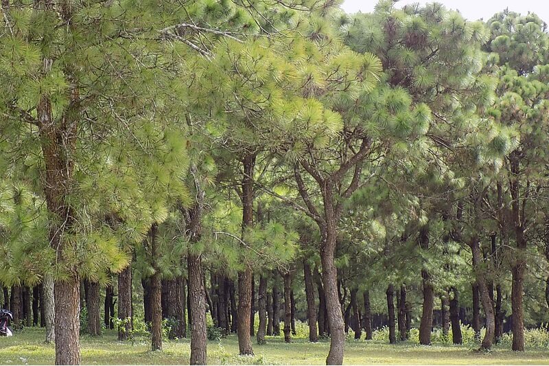 Thông nhựa được trồng nhiều ở các tỉnh miền Trung