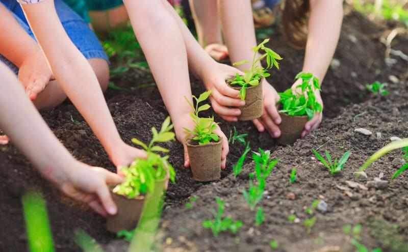 Những loại cây trồng thích hợp phát triển trên đất thịt