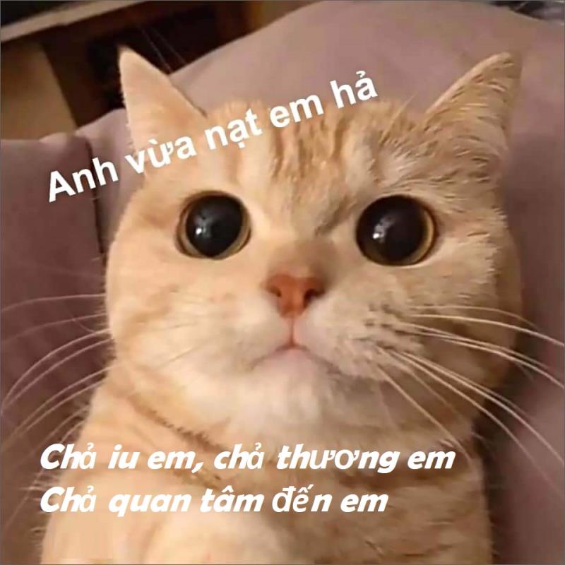 Hot trend Anh chả thương em