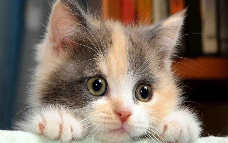 Bí quyết nuôi và chăm sóc mèo tam thể đúng cách