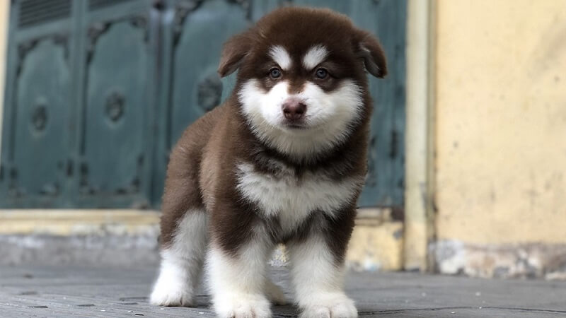 Chăm sóc alaska từ 2 - 3 tháng tuổi đúng cách