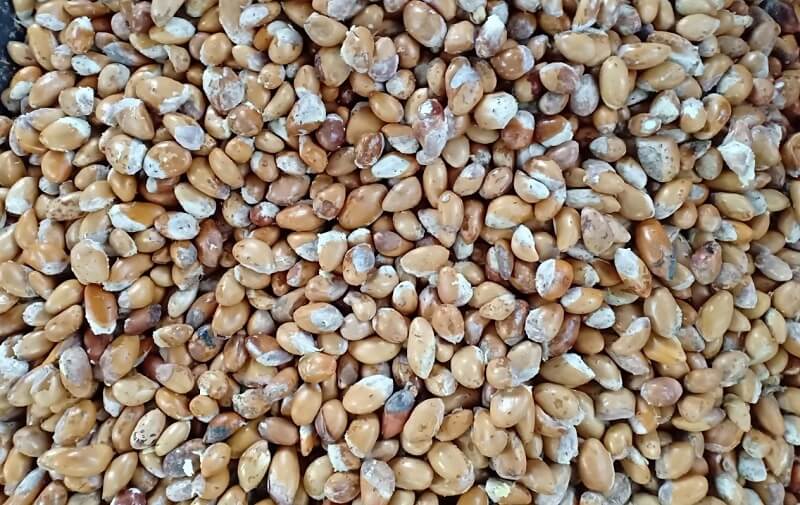 Chế biến hạt sầu riêng trước khi ăn