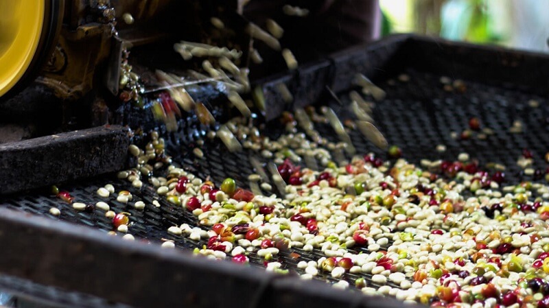 Phương pháp chế biến ướt được sử dụng cho các loại cà phê cao cấp