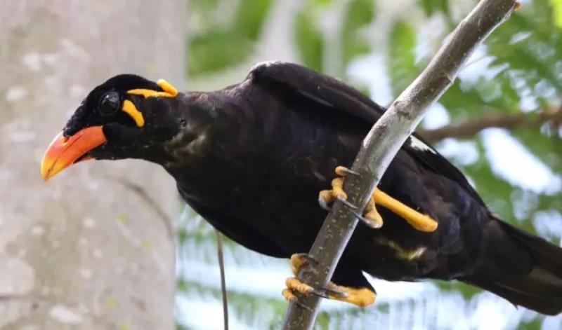 Yểng có giọng hót cực kỳ hay