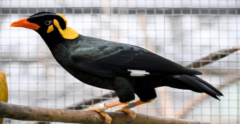 Hướng dẫn lột lưỡi chim yểng để huấn luyện chúng nói chuyện