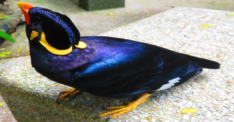 Nhồng là loài chim rất thích ăn cay