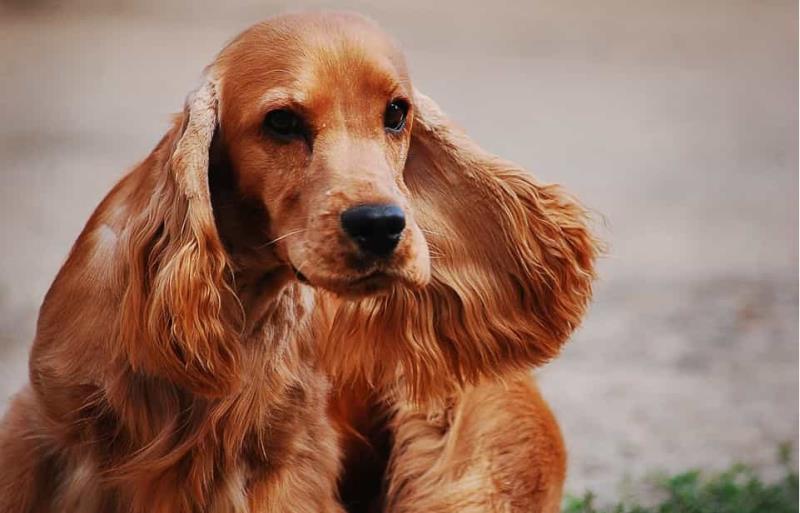 Cocker có vẻ ngoài khá mềm mại