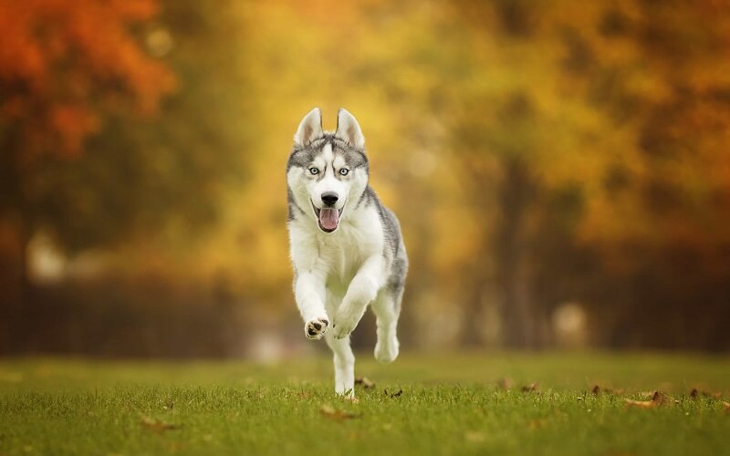 Đặc điểm tính cách của giống chó Husky