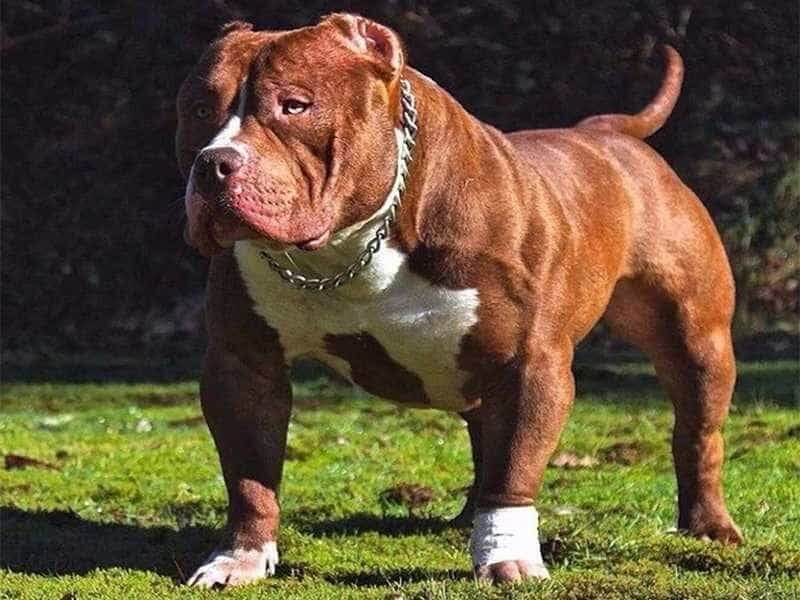 Pitbull là giống chó hiếu chiến 