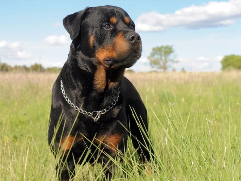 Rottweiler có tinh thần quả cảm và vững vàng
