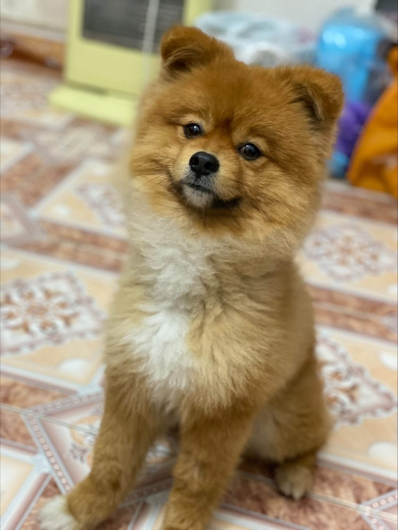 Chó thuần chủng và chó lai