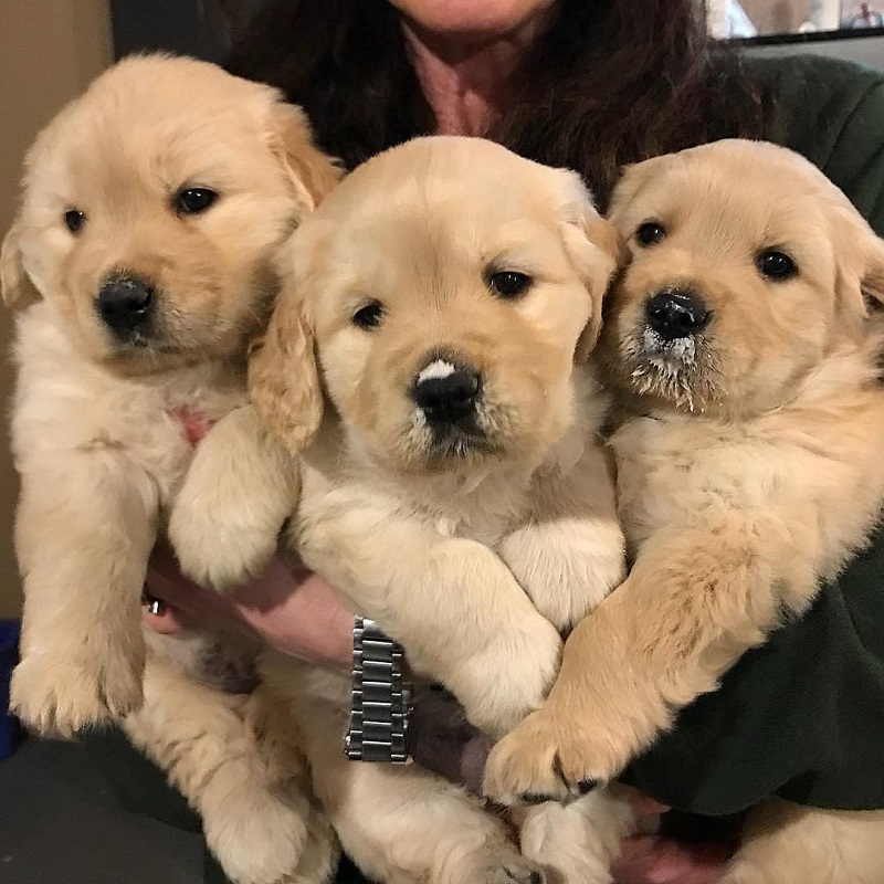 Lý do nên mua chó thuần chủng