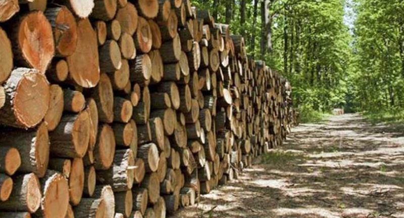 Ghi chi tiết về nguồn gốc lâm sản