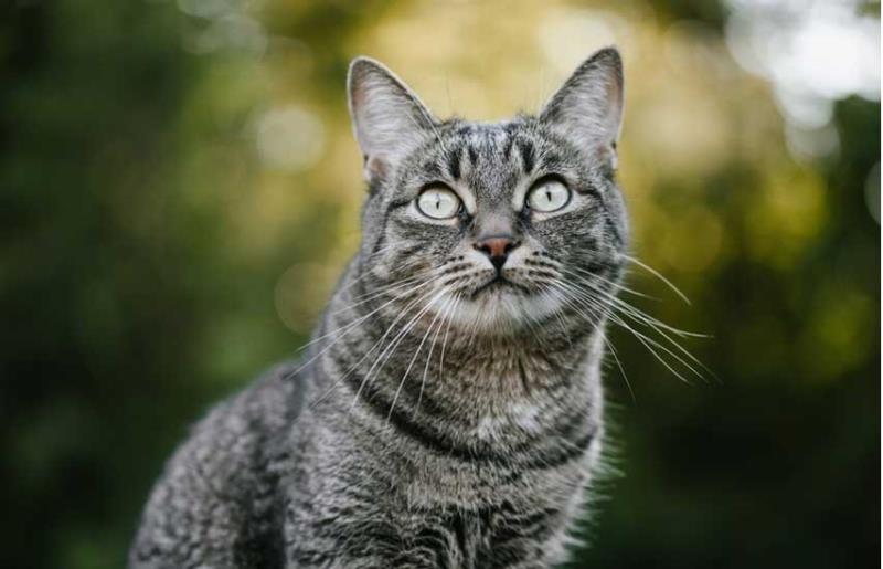 Mèo mướp đều có chữ M ở trên trán