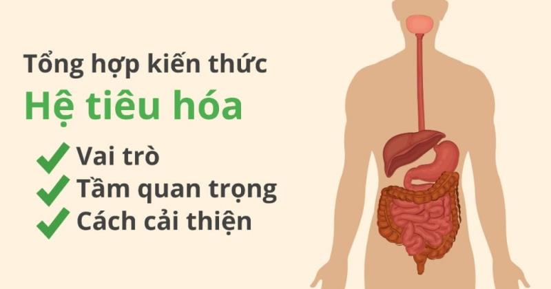 Chức năng của hệ tiêu hóa bạn đã nắm rõ