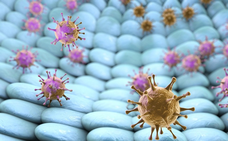 Chức năng kháng khuẩn