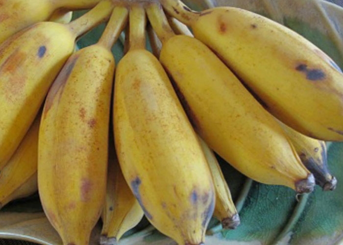 Chuối tây là gì