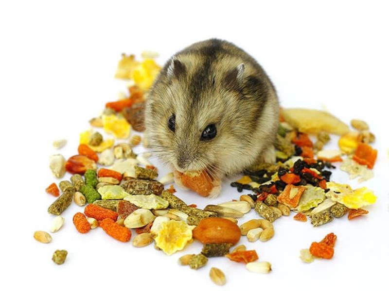Chuột hamster ăn tạp nên rất dễ nuôi