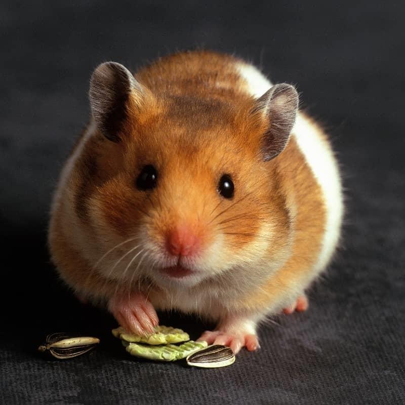 Chuột hamster là gì