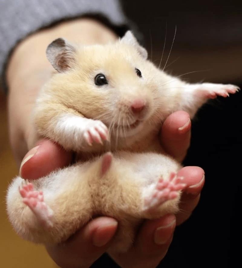 Tắm cho chuột hamster thường xuyên