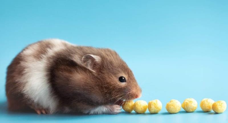 Hamster thông minh và có trí nhớ tốt