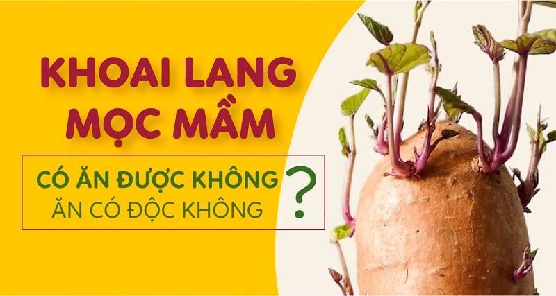 Có nên ăn khoai lang mọc mầm không?