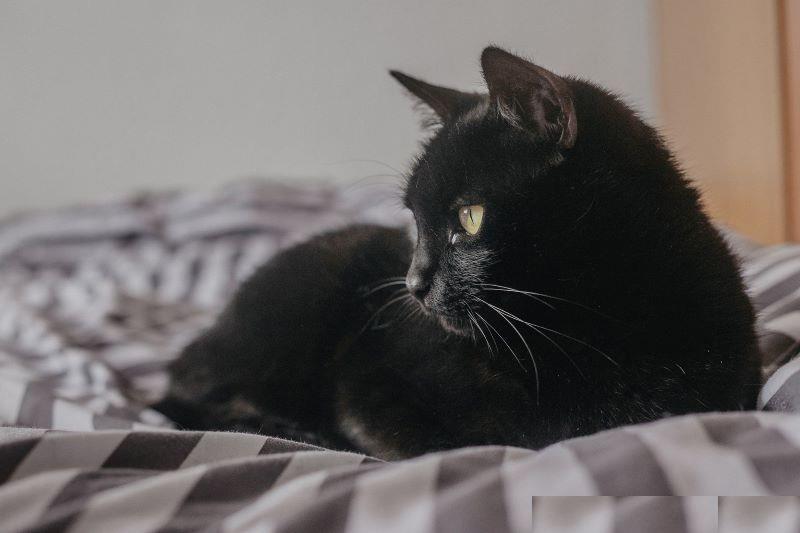 Mèo đen là loài vật tượng trưng cho may mắn