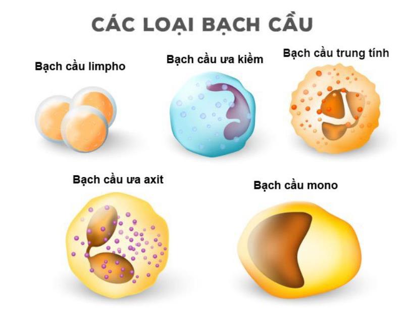 Có những loại bạch cầu nào