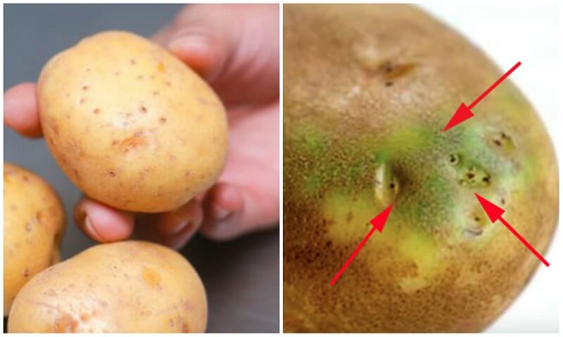 Ăn khoai tây mọc mầm có thể khiến bạn bị tiêu chảy