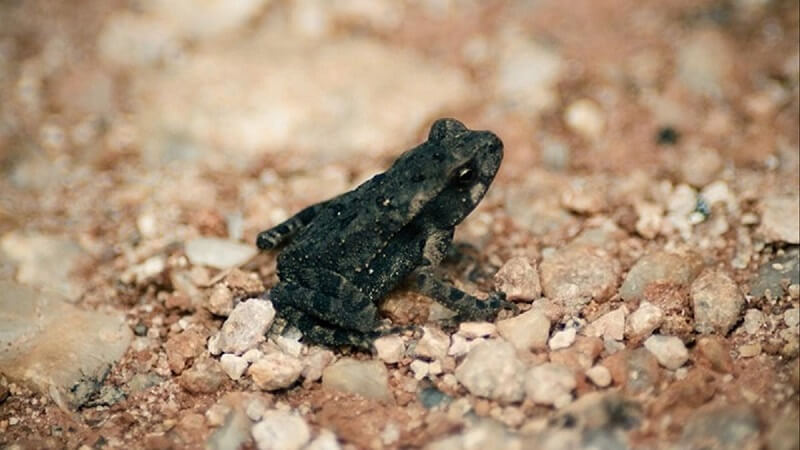 Cóc đen vào nhà thì có điềm báo gì