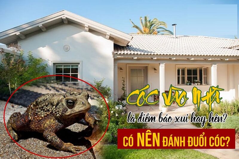 Lý giải điềm báo cho hiện tượng có nhảy vào trong nhà