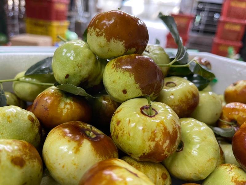 Hồng táo tăng cường miễn dịch cho cơ thể