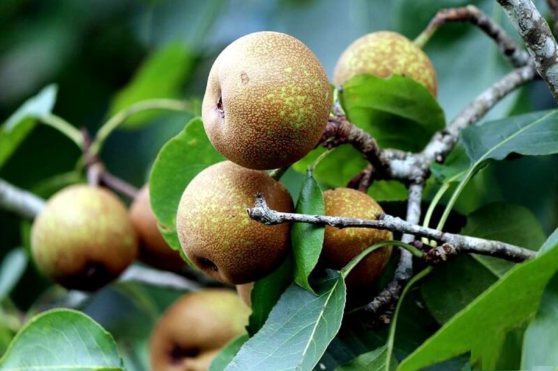 Quả mắc cọp giúp củng cố sức đề kháng cho cơ thể