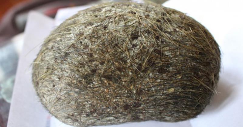 Chưa có tài liệu nào chứng minh được công dụng thật sự của cát lợn