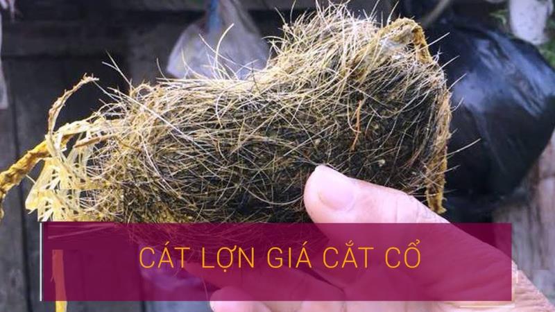 Trư sa hiếm gặp nên có giá rất đắt