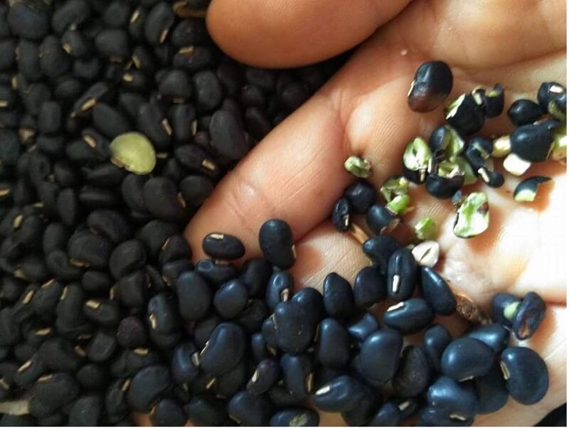 Công dụng của đậu đen xanh lòng