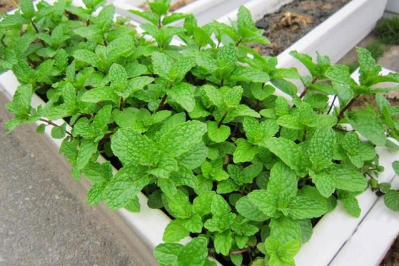 Húng lủi có nhiều công dụng đối với sức khỏe