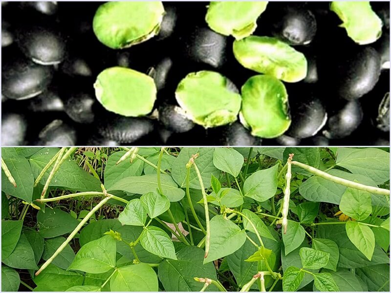 Đậu đen xanh lòng có tác dụng cải thiện những vấn đề về xương khớp