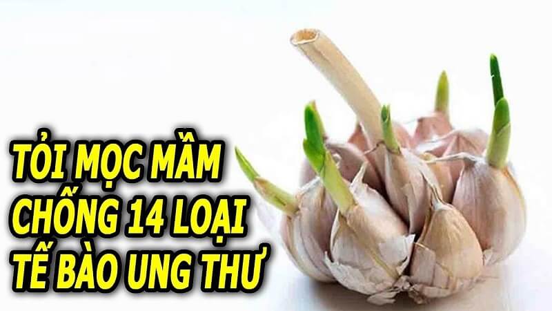 Dinh dưỡng của tỏi mọc mầm rất lớn