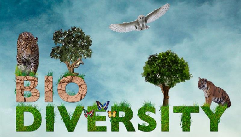 Truy tìm đáp án cho câu hỏi đa dạng sinh học là gì