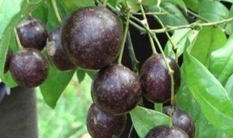 Quả hồng châu trông giống như một loại quả giải khát